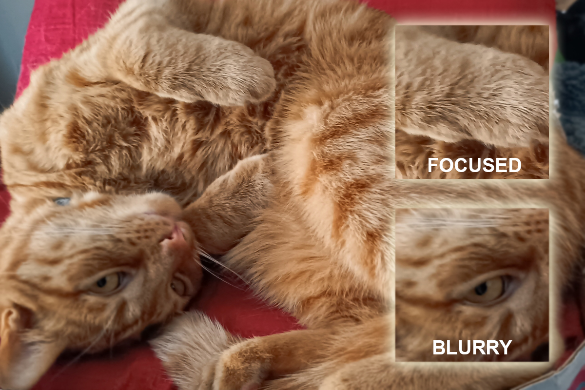 Canva design looks sharp in editor but Canva blurry after export - the photo demonstrates both focused and blurry elements next to each other for users to see the difference.